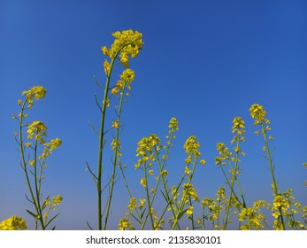 Rapeseed Leaf And Flower Blue Sky Background