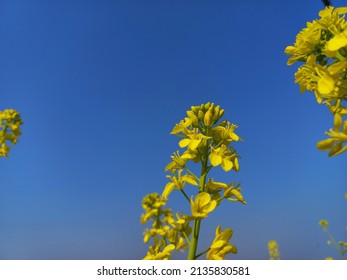 Rapeseed Leaf And Flower Blue Sky Background Wallpaper Best Pic