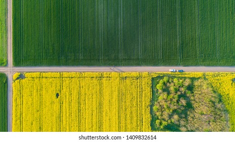 Rapeseed Oil Field Drone Footage