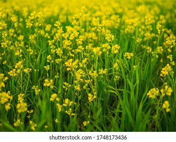Rapeseed oil in rape field. Beautiful yellow flowers 