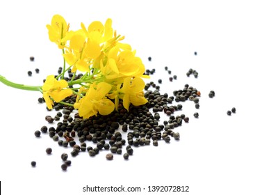 Rapeseed plant with yellow flowers and seeds. Mustard plant yellow blossom. Canola seeds and fresh canola flowers isolated on white background. Canola flower and canola isolated on white.