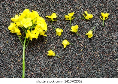 Fotos Imagenes Y Otros Productos Fotograficos De Stock Sobre Seed