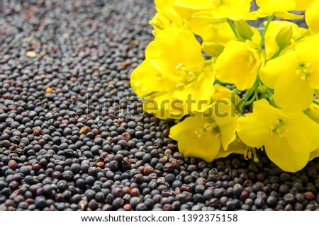 Rapeseed plant with yellow flowers and seeds. Yellow mustard plant. Canola seeds and fresh canola flowers. Yellow blooming bud of a rape on a background of seeds close-up.