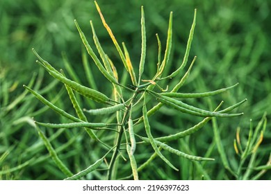 Rapeseed seed pods, close up Stems of rapeseed, Green Rapeseed field