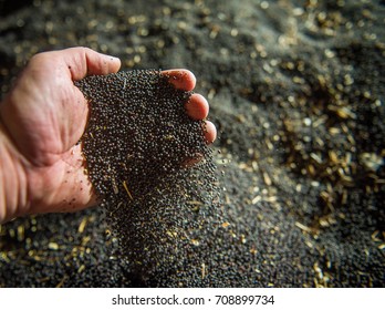 Rapeseed Seeds In Farmer's Hand, Freshly Harvested