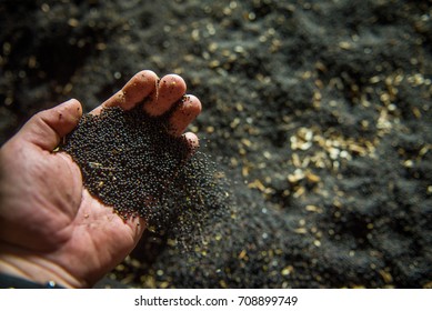 Rapeseed Seeds In Farmer's Hand, Freshly Harvested