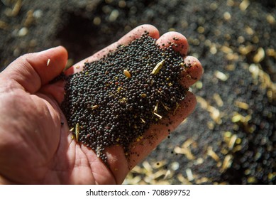 Rapeseed Seeds In Farmer's Hand, Freshly Harvested