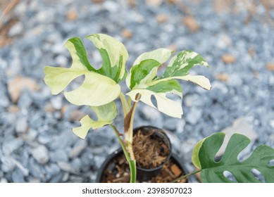 Raphidophora tetrasperma variegated in the pot  