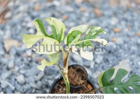 Raphidophora tetrasperma variegated in the pot  