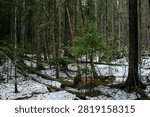 The rapid flow of a spring forest stream with frozen drops on fallen branches.