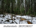 The rapid flow of a spring forest stream with frozen drops on fallen branches.