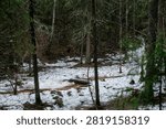 The rapid flow of a spring forest stream with frozen drops on fallen branches.