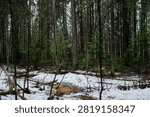 The rapid flow of a spring forest stream with frozen drops on fallen branches.