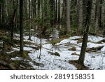 The rapid flow of a spring forest stream with frozen drops on fallen branches.