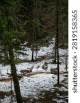 The rapid flow of a spring forest stream with frozen drops on fallen branches.