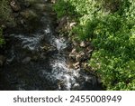 Rapids in a Rainforest Stream.