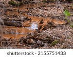 Rapids of a small spring fed stream flowing down a hill side in Wisconsin during early spring. Selective focus, background blur and foreground blur.
