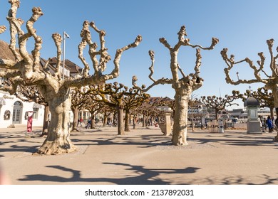 Rapperswil, Switzerland February 27, 2022 Lots of platane trees at the lake of Zurich promenade on a sunny day
