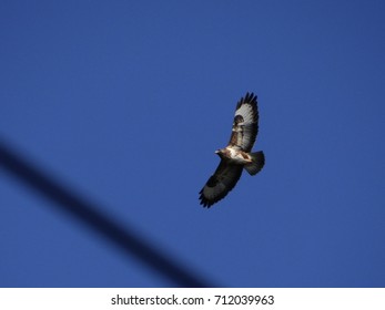 raptor