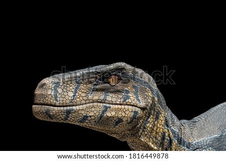 raptor dinosaur or great Velociraptor hunter dinosaur on black background