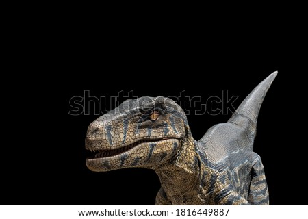 raptor dinosaur or great Velociraptor hunter dinosaur on black background ストックフォト © 