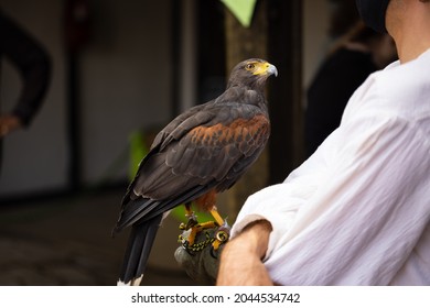 Raptor Perched On Man's Hand Showing Feathers