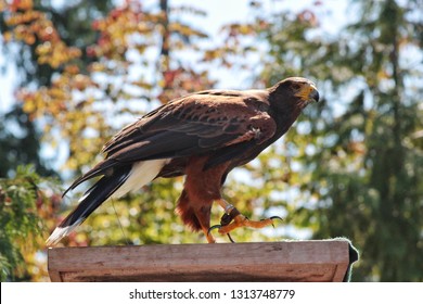 Raptor Show Vancouver Aquarium Hawk 