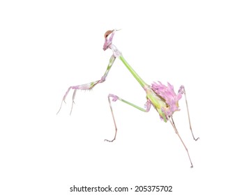 Raptorial Insect Mantis With Spiked Foreleg And Crypsis Coloration Isolated On White