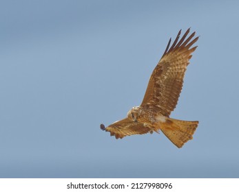 Raptors Feeding On Flying Locust On The Wing In Kgalagadi Transfrontier Park, South Africa