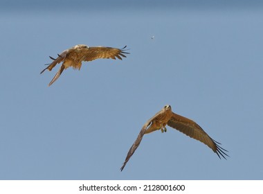 Raptors Feeding On Flying Locust On The Wing In Kgalagadi Transfrontier Park, South Africa