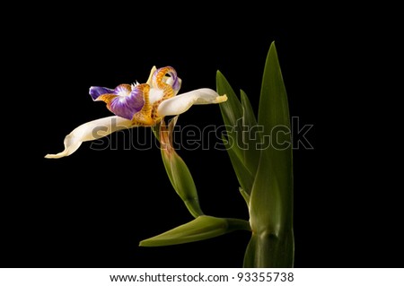 rar iris  flower with stem which only blooms for one day isolated on black