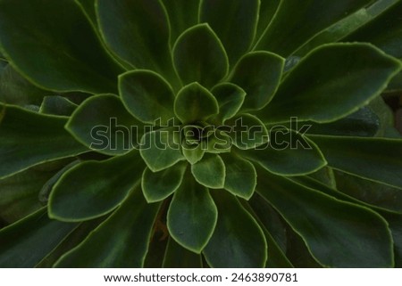 Rare aeonium Sukkulente green plant geometry 