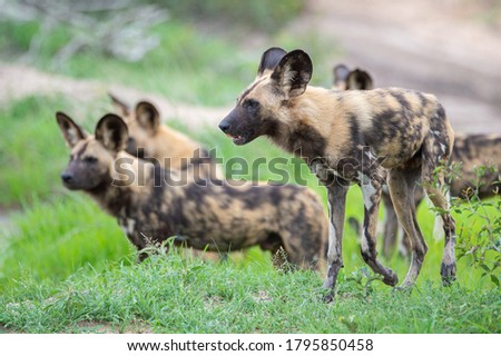 The Rare African Wilddog seen on a safari in south africa.
