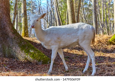 Rare albino deer in the forest clearing