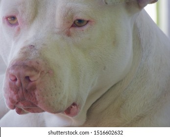 
Rare Albino White Pitbull Dog