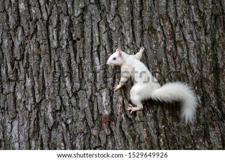 A rare albino white squirrel clinging to the side of a tree in a park in Olney, Illinois, one of the few community with a population of white squirrels