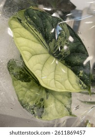A rare alocasia varigated in a plastic at botany exhibition 