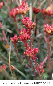 Rare Alpine Plant Rhodiola Tibetica From Himalaya