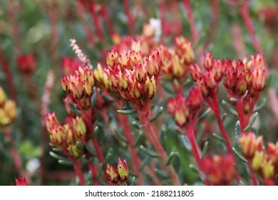 Rare Alpine Plant Rhodiola Tibetica From Himalaya