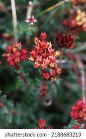 Rare Alpine Plant Rhodiola Tibetica From Himalaya