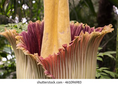 Corpse Flower High Res Stock Images Shutterstock