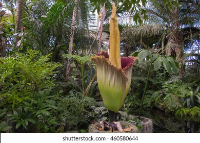 Rare Amorphophallus titanum, commonly known as the corpse flower, blooming in greenhouse - Shutterstock ID 460580644