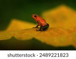 Rare amphibian in tropic. Wildlife jungle. Red-blue Frog in the forest. Red Strawberry poison dart frog, Dendrobates pumilio, in nature habitat, Costa Rica. Close-up portrait of poison red frog. 