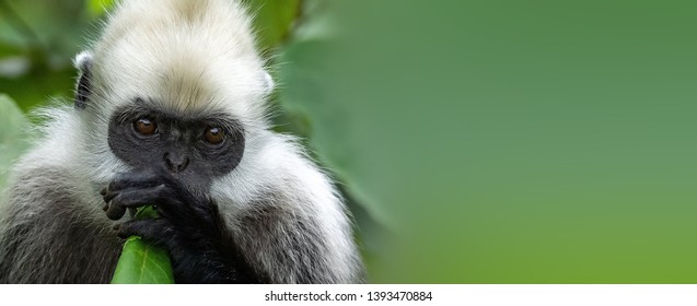 Rare Animal White-headed Langur Head Close-up