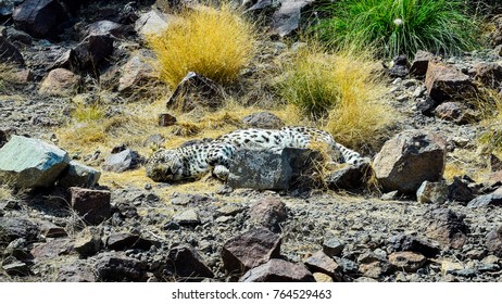 Rare Arabian Leopard