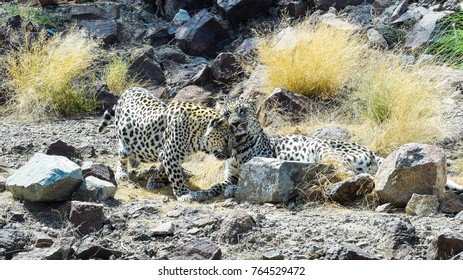 Rare Arabian Leopard