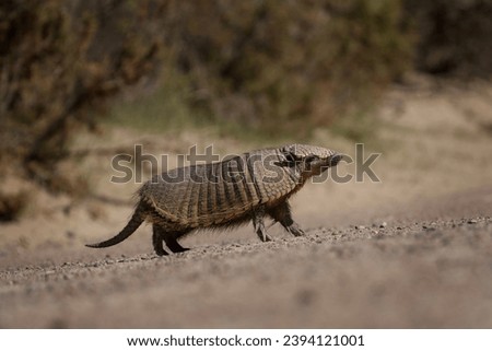 Rare armadillo in Valdés peninsula. Cute hairy armadillo is looking around in bushes. Wild animal in Argentina. 