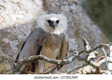 Rare Baby Harpy Eagle Sitting In A Nest In Tambopata, Peru Located In The Peruvian Amazon. 