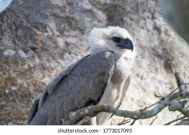 Rare Baby Harpy Eagle Sitting In A Nest In Tambopata, Peru Located In The Peruvian Amazon. 