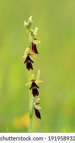 Rare Bavarian Wild Orchid